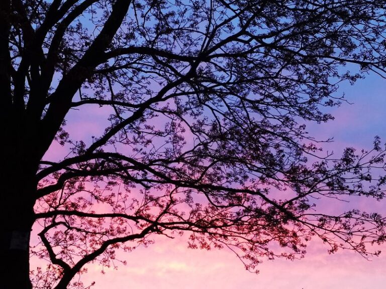 Eine Baumsilhouette bei Sonnenuntergang. Viola Ehlers bietet NLP bei Hamburg in Ammersbek an.
