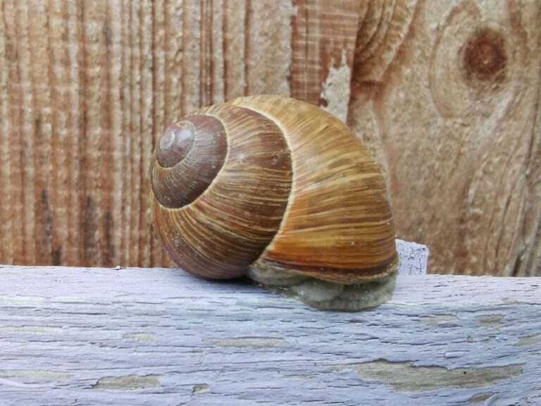 Eine Weinbergschnecke schläft auf einem Holzbrett. Viola Ehlers bietet an, erholsamen Schlaf wieder zu erlangen.