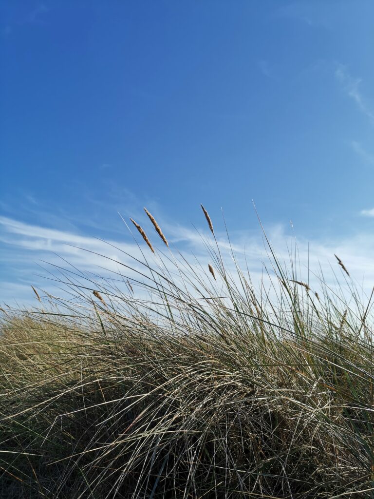 Dünen mit Dünengras und blauer Himmel mit wenigen Wolken. Viola Ehlers bietet Stressmanagement in Hamburg und Ahrensburg an.